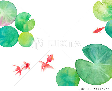 池で泳ぐ３匹の金魚と睡蓮の葉を構成した水彩イラスト 暑中見舞い背景のイラスト素材