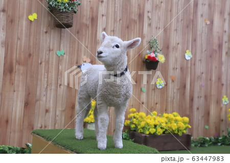 春のマザー牧場　赤ちゃん羊ふれあい写真館 63447983