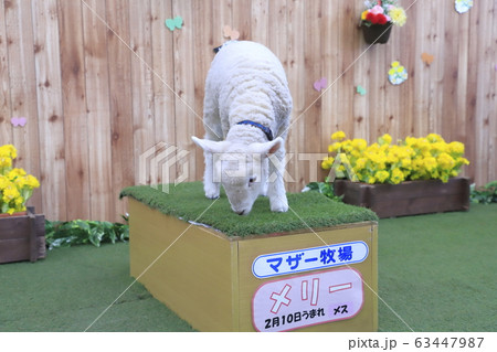 春のマザー牧場　赤ちゃん羊ふれあい写真館 63447987