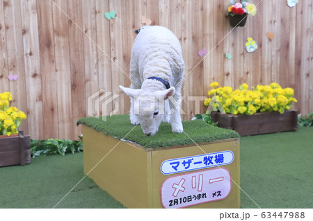 春のマザー牧場　赤ちゃん羊ふれあい写真館 63447988