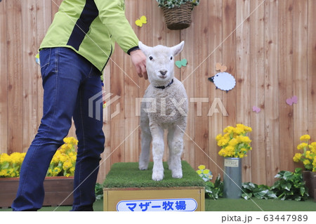 春のマザー牧場 赤ちゃん羊ふれあい写真館の写真素材