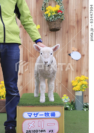 春のマザー牧場 赤ちゃん羊ふれあい写真館 の写真素材