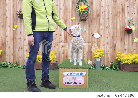 春のマザー牧場 赤ちゃん羊ふれあい写真館 春のマザー牧場 赤ちゃん羊ふれあい写真館 63447996