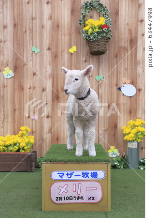春のマザー牧場　赤ちゃん羊ふれあい写真館　 63447998