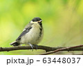 シジュウカラ 63448037