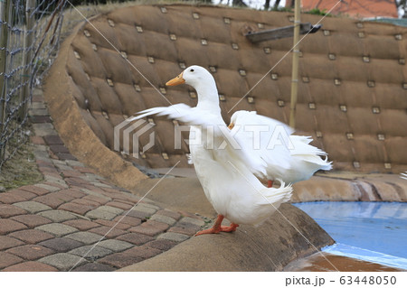 春のマザー牧場　アヒルの羽ばたき　 63448050