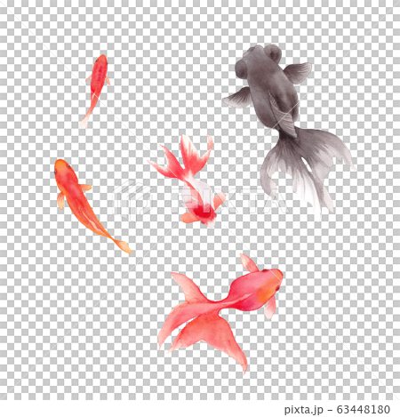 Watercolor illustration of five goldfish 63448180