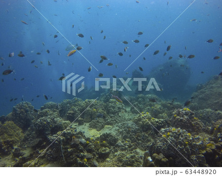 fish and natural underwater life fish and natural underwater life 63448920