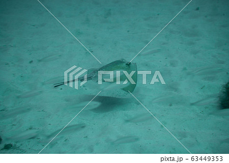 Round Stingray 63449353