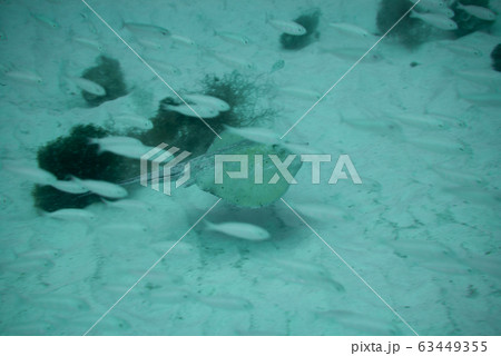 Round Stingray Round Stingray 63449355