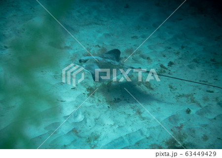 Round Stingray 63449429