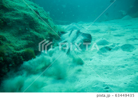 Round Stingray Round Stingray 63449435
