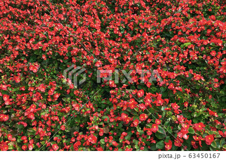 Colorful background of red begonia in the garden. A lot of flowers. Colorful background of red begonia in the garden. A lot of flowers. 63450167