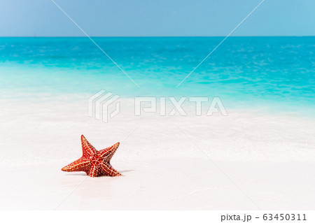 Tropical white sand with red starfish in clear water Tropical white sand with red starfish in clear water 63450311