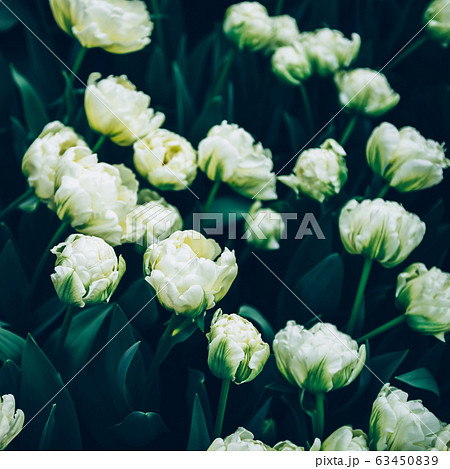 Flowerbeds of blossoming tulips Flowerbeds of blossoming tulips 63450839