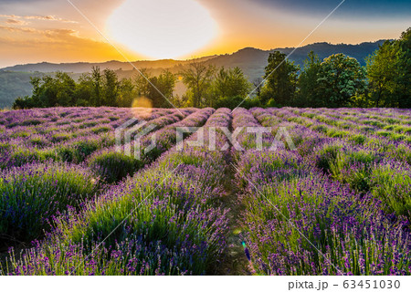 Lavander fields in Piedmont Lavander fields in Piedmont 63451030