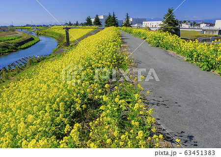 菜の花咲く堤の道 63451383