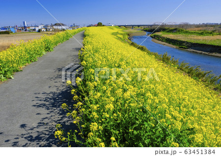 菜の花咲く土手の道 63451384