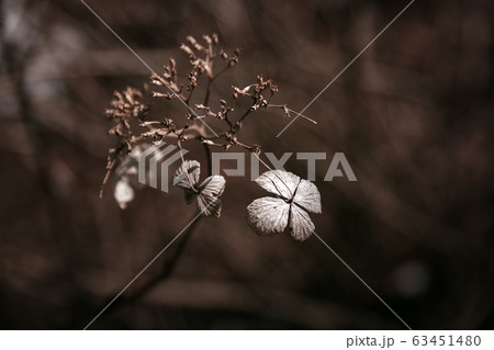 枯れて乾いた紫陽花の花 横バージョン の写真素材