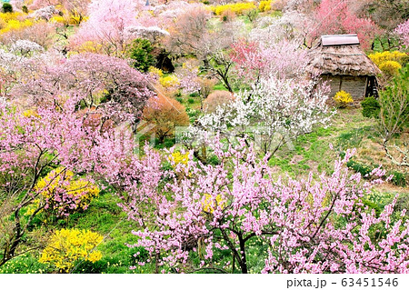 春の伊那梅園 63451546