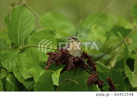 ホオジロの巣立ち雛 63451548