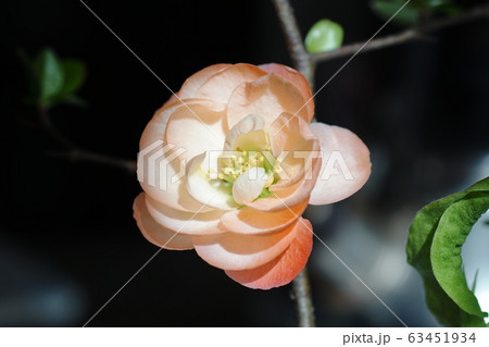 ボケ Flowering quince ボケ Flowering quince 63451934