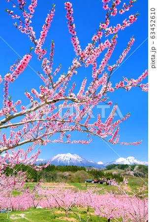 丹霞郷・モモの花と北信五岳 63452610