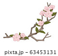 桜 63453131