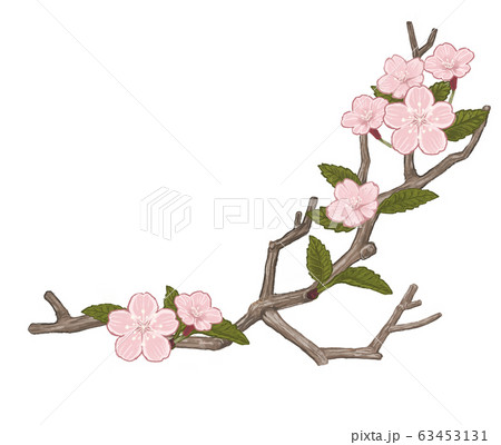桜 桜 63453131