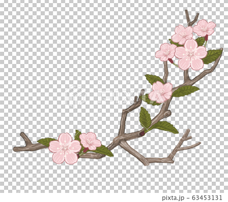 桜 桜 63453131