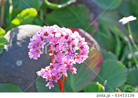 ピンクのヒマラヤユキノシタの花の写真素材