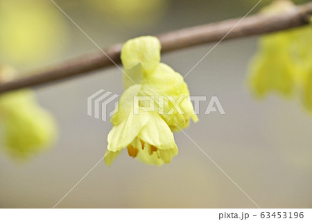 黄色いヒュウガミズキの花 黄色いヒュウガミズキの花 63453196