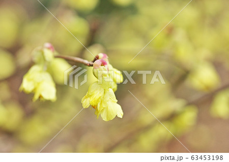 黄色いヒュウガミズキの花の写真素材