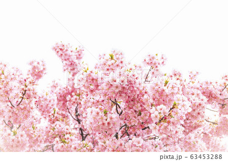 桜　河津桜 63453288