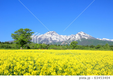 大洞原の菜の花畑と妙高山 63453404