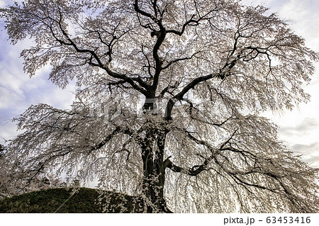 麻績の里石塚桜 麻績の里石塚桜 63453416