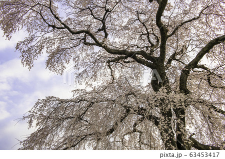 麻績の里石塚桜 63453417