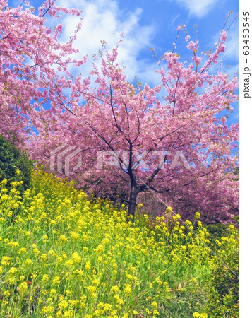 桜と菜の花と空と 63453545