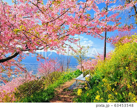 桜と菜の花に囲まれた休憩所 桜と菜の花に囲まれた休憩所 63453548