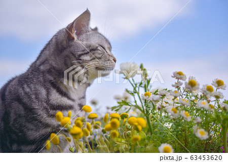 花の香りを嗅ぐ猫 花の香りを嗅ぐ猫 63453620