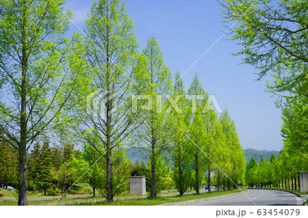 春のメタセコイア並木1 春のメタセコイア並木1 63454079