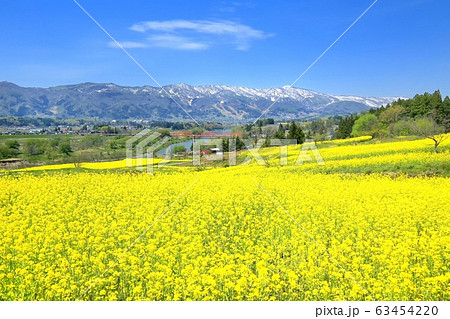 飯山・菜の花公園 63454220