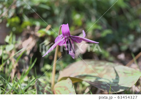 カタクリの花 カタクリの花 63454327