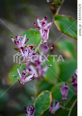 ほととぎす 63454329