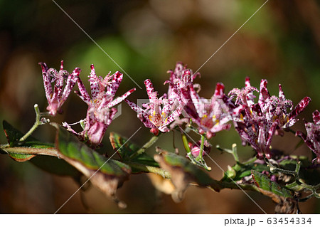 ほととぎす 63454334