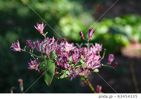 ほととぎす 63454335