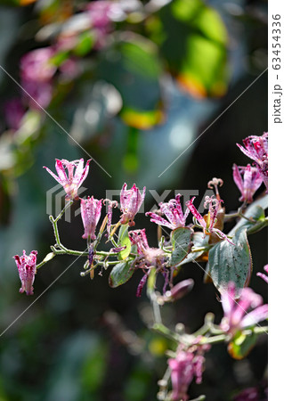 ほととぎす 63454336