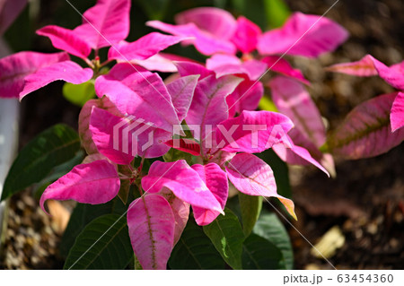 プリンセチア プリンセチア 63454360