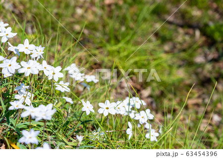 春の小さな花　ハナニラ 63454396