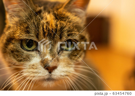 むすっとした猫の写真素材